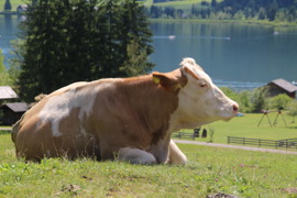 Pfeiferhof 3 © Fam. Winkler Pfeiferhof 3