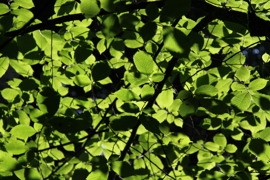 Unterricht in der Natur © BORG Egg Unterricht in der Natur