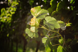Weinrebe © (c)TVB Nordburgenland_Factory 16, Thomas Schrempf Weinrebe