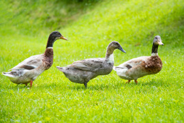 Ponyhof Ratten - im Gänsemarsch auf Entdeckungsreise © Der Ponyhof Familienhotel & Reitstall Ponyhof Ratten - im Gänsemarsch auf Entdeckungsreise