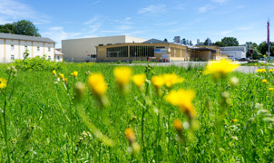 Papiersaal hinter Wiese