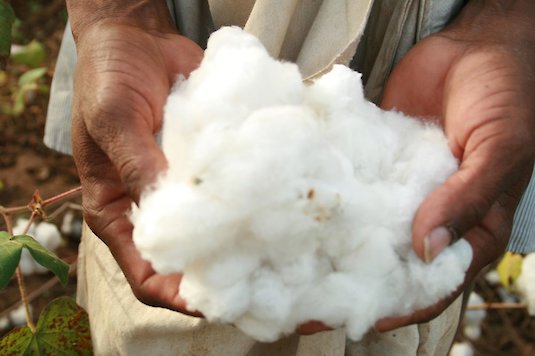 Frisch geerntete Baumwolle Frisch geerntete Baumwolle