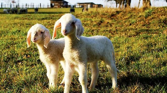 Lämmer am Schafbauernhof Taufner Lämmer am Schafbauernhof Taufner