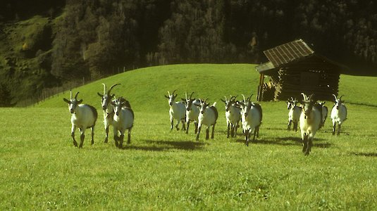 Pfauenziegenherde Pfauenziegenherde