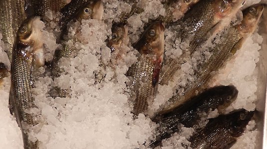 Fische vom Markt Fische vom Markt