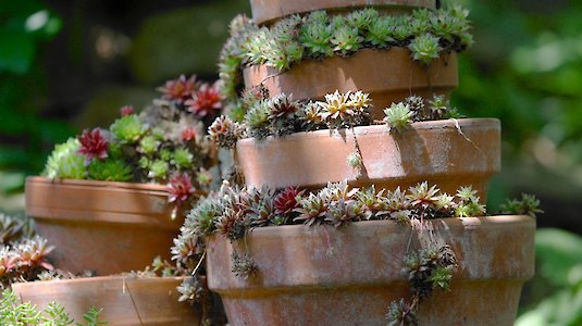 Bepflanzte Terrakotta-Töpfe Bepflanzte Terrakotta-Töpfe