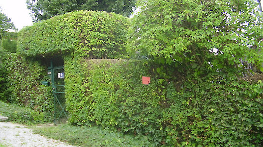 Grüne Hecke Grüne Hecke