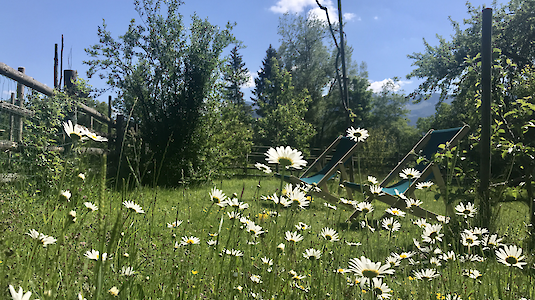 Margeritenwiese Margeritenwiese