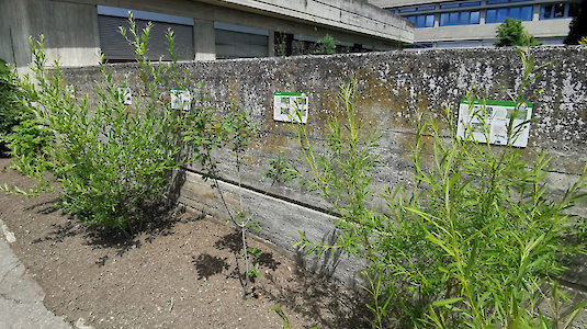 Time to grow and to research. Copyright by MS Purbach. Time to grow and to research. Copyright by MS Purbach.