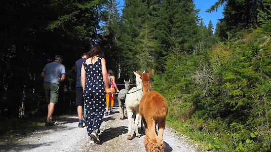 Menschen mit Alapakas Menschen mit Alapakas