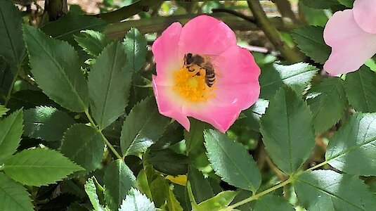 Rose mit Biene Rose mit Biene