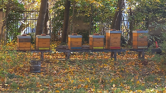 Beehives. Copyright by Kardinal König Haus Beehives. Copyright by Kardinal König Haus