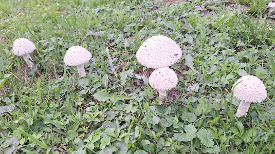 Pilze in der Wiese
