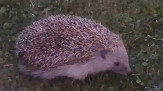Igel Igel